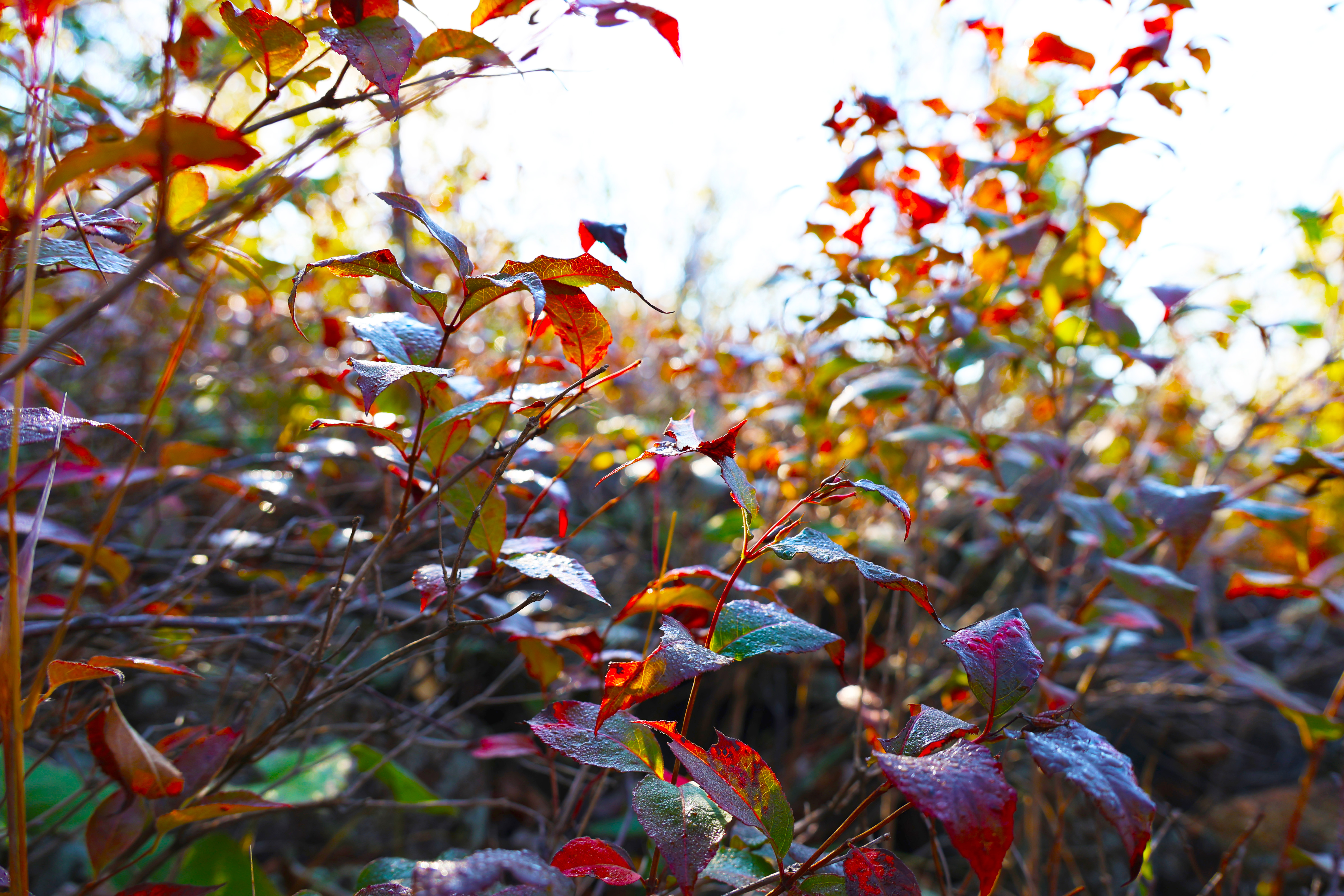 Purple Leaves